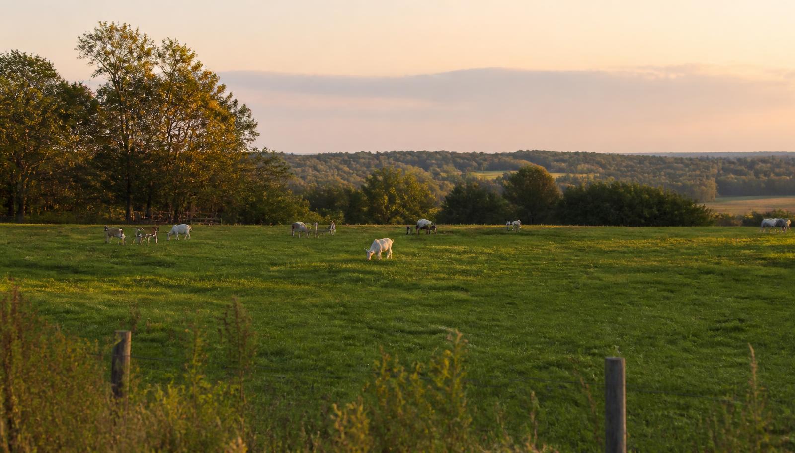 Dairy goats grazing on a green Eastern Ontario pasture at golden hour